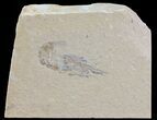 Cretaceous Fossil Shrimp - Lebanon #69989-1